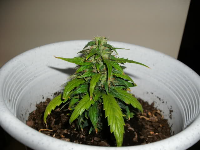 Auto Flowering Seeds For Sale