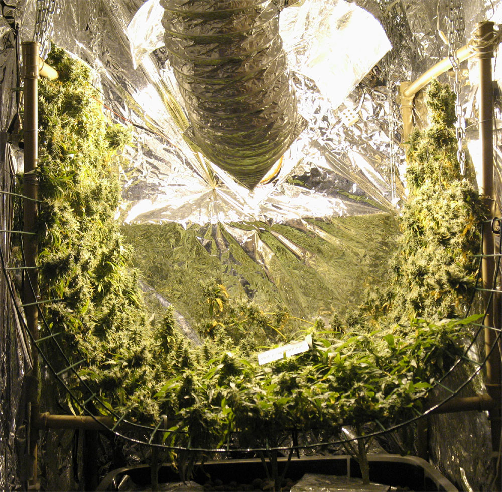 Pin Monster-marijuana-plants-that-wont-die on Pinterest