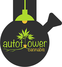 Autoflowering Cannabis Blog