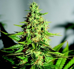 Popular Cheese Seeds Weed Price: What Nobody Is Actually Talking About