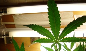 Growing marijuana with t5 lights