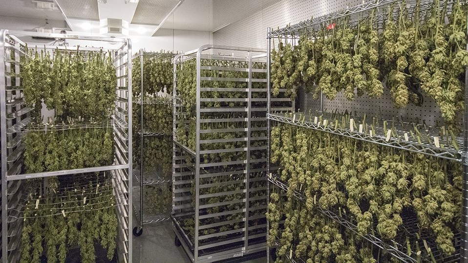 cannabis drying racks